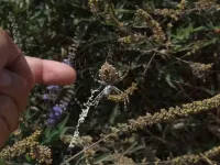 [Argiope lobata]